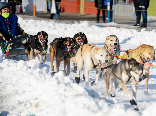 Sled dog team at the Iditarod Race Start Anchorage