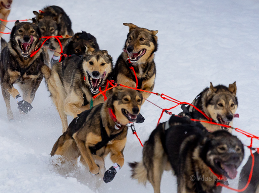 Iditarod Sled Dogs