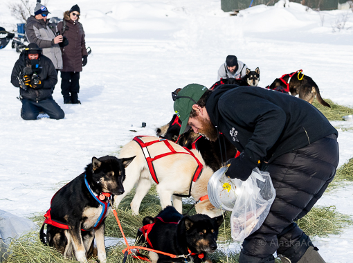 Musher feeding dogs at Rainy Pass Lodge