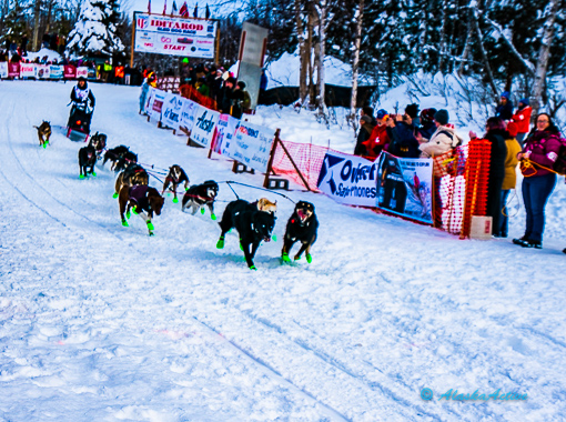 Restart Iditarod Willow