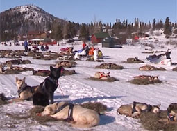 Iditarod Start