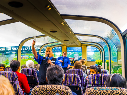 Iditarod and Northern Lights tour
