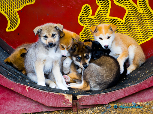 Chena Kennel Tour