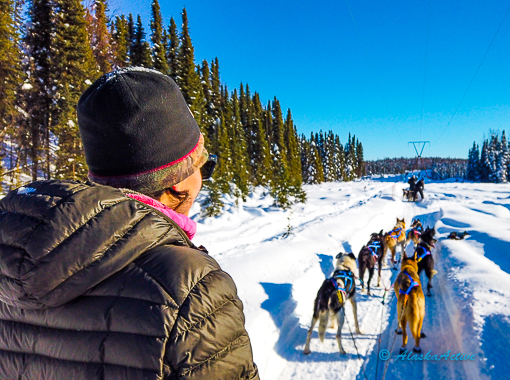 Sled dog tour fairbanks