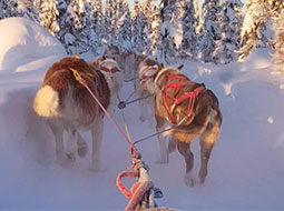 Dog Sledding near Willow
