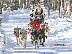 Iditarod 