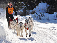 Iditarod 
