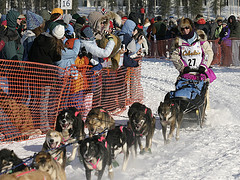 Iditarod 