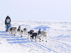 Iditarod 