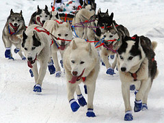 Iditarod 