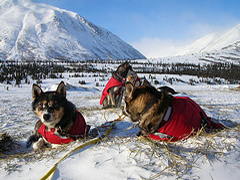 Iditarod 