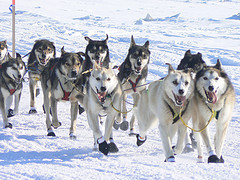 Iditarod 