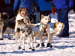 Iditarod 