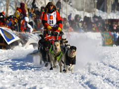 Iditarod 