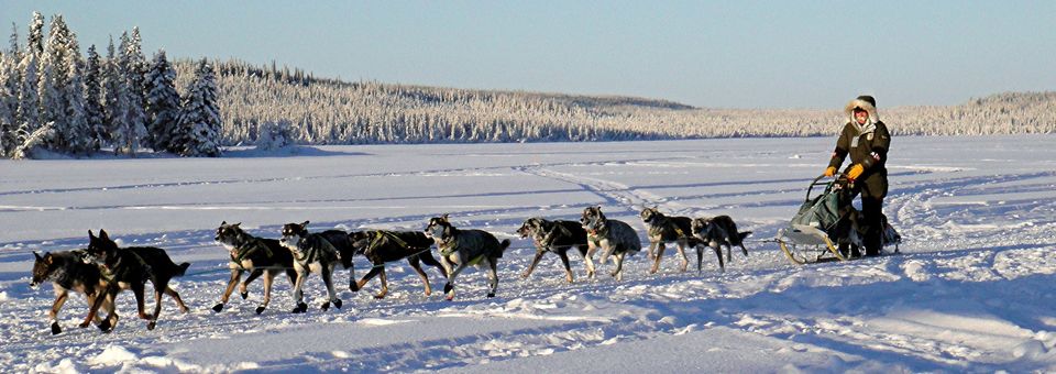 The Iditarod