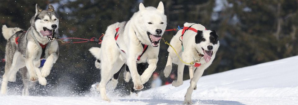 Dog Mushing